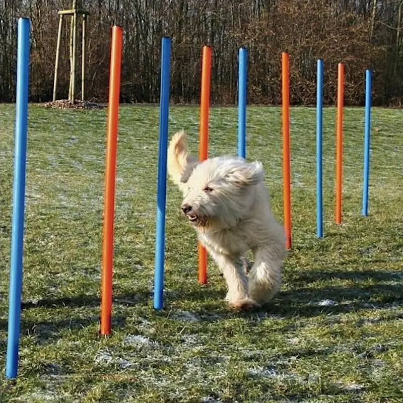 Koiran toiminta Agility Slalom
