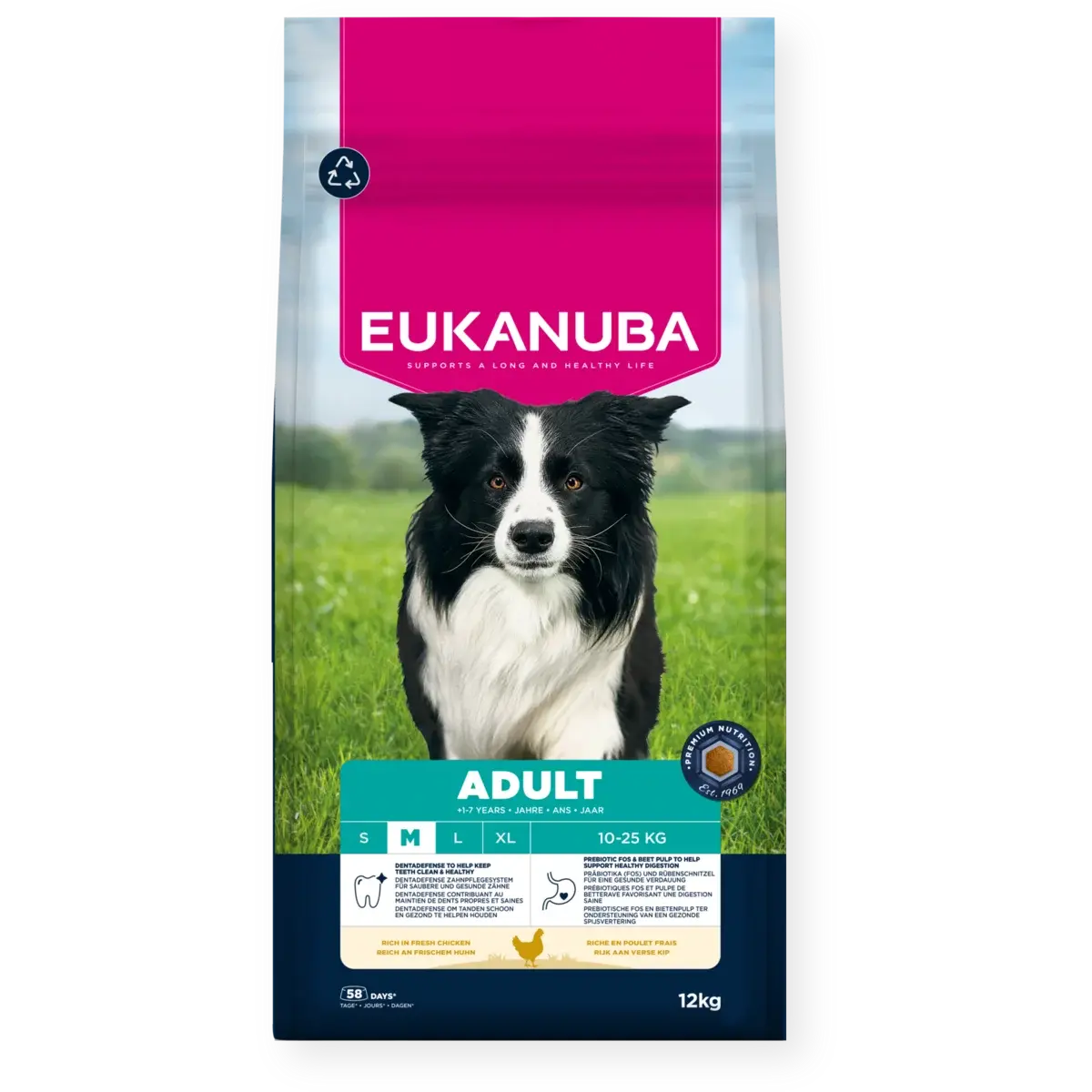Dog Adult Medium