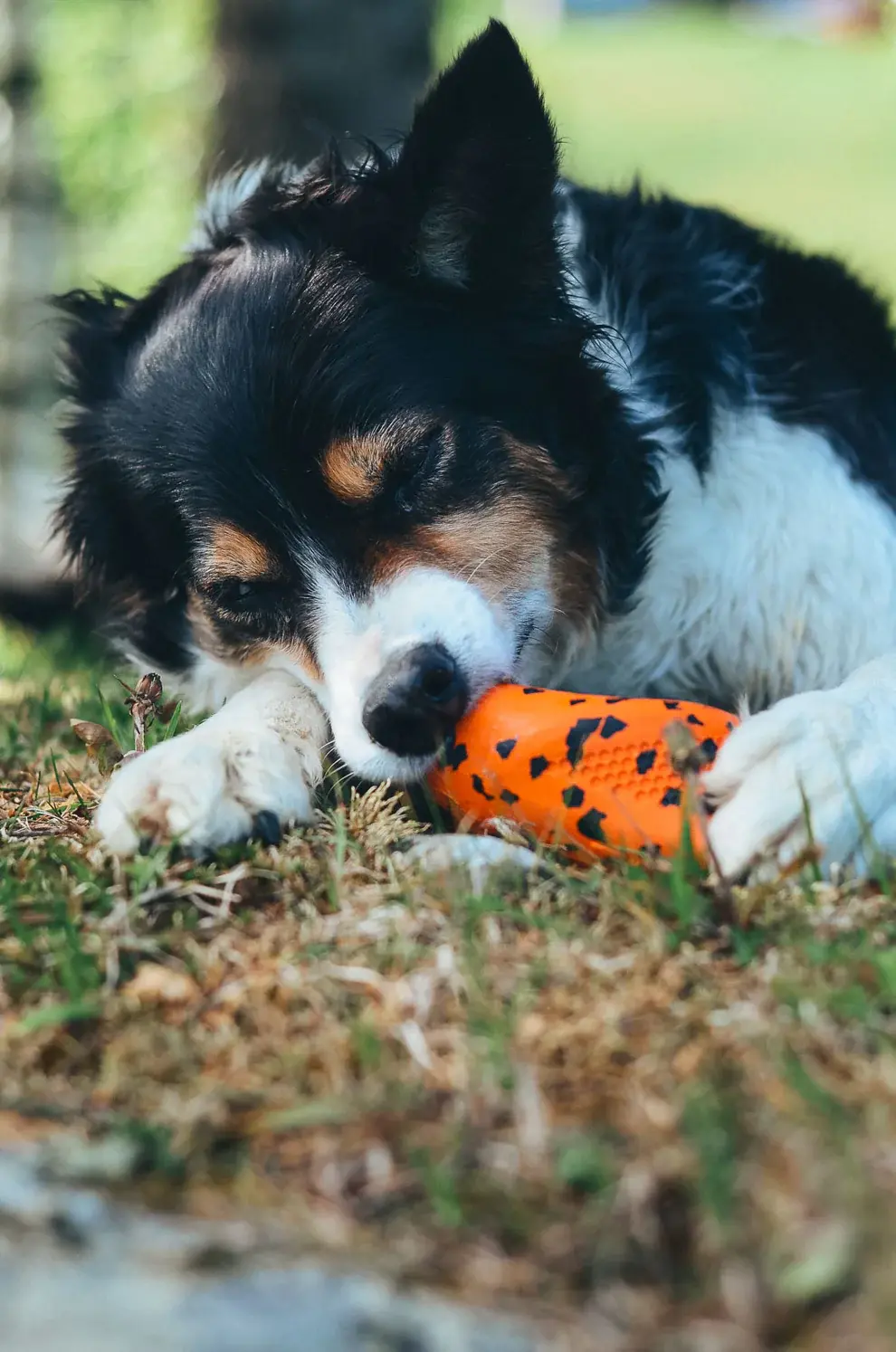 Dog throw toy one size