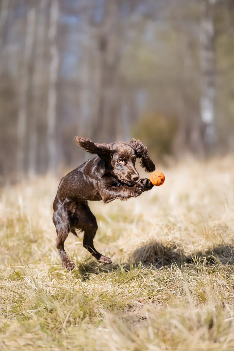Dog ball