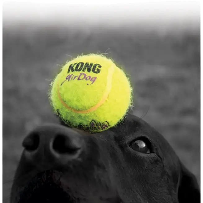 Air Dog Squeakers Tennisbollar