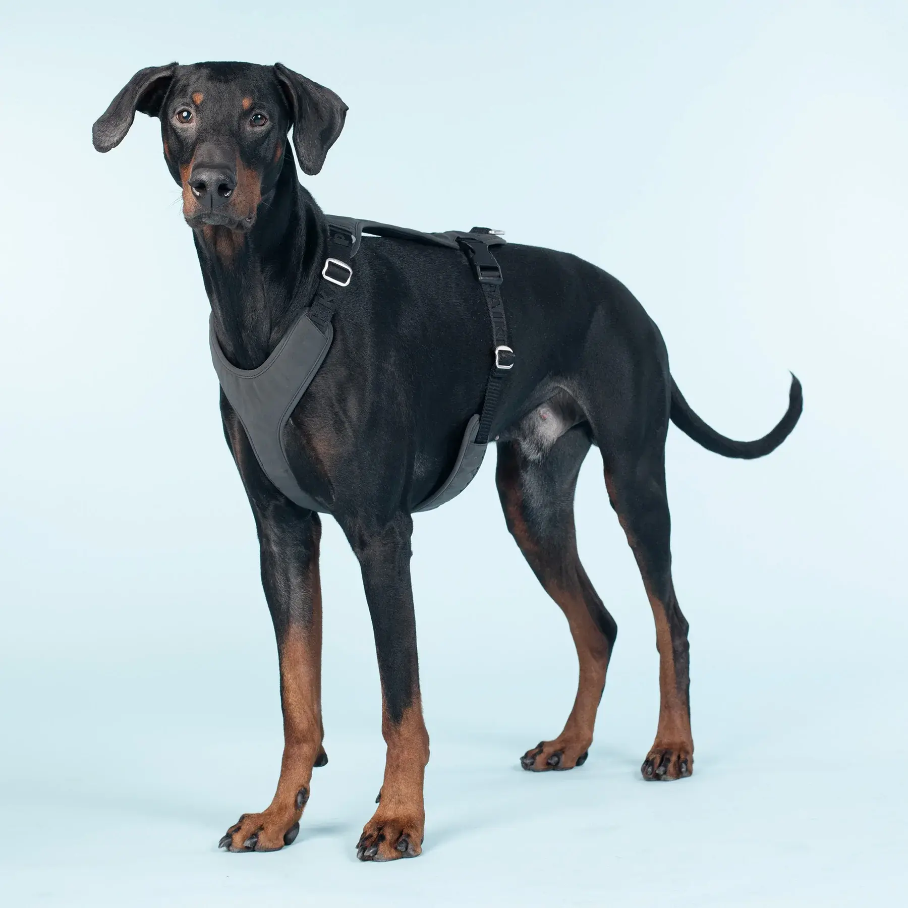 Visibility Harness Pink