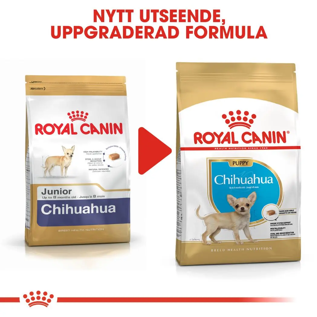 Chihuahua Puppy Kuivaruoka pennuille