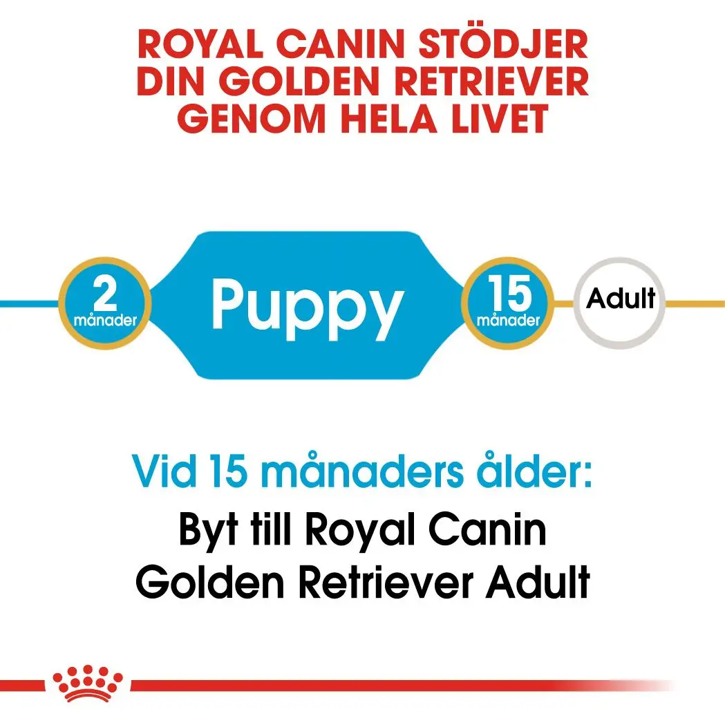 Golden Retriever Puppy Kuivaruoka pennuille
