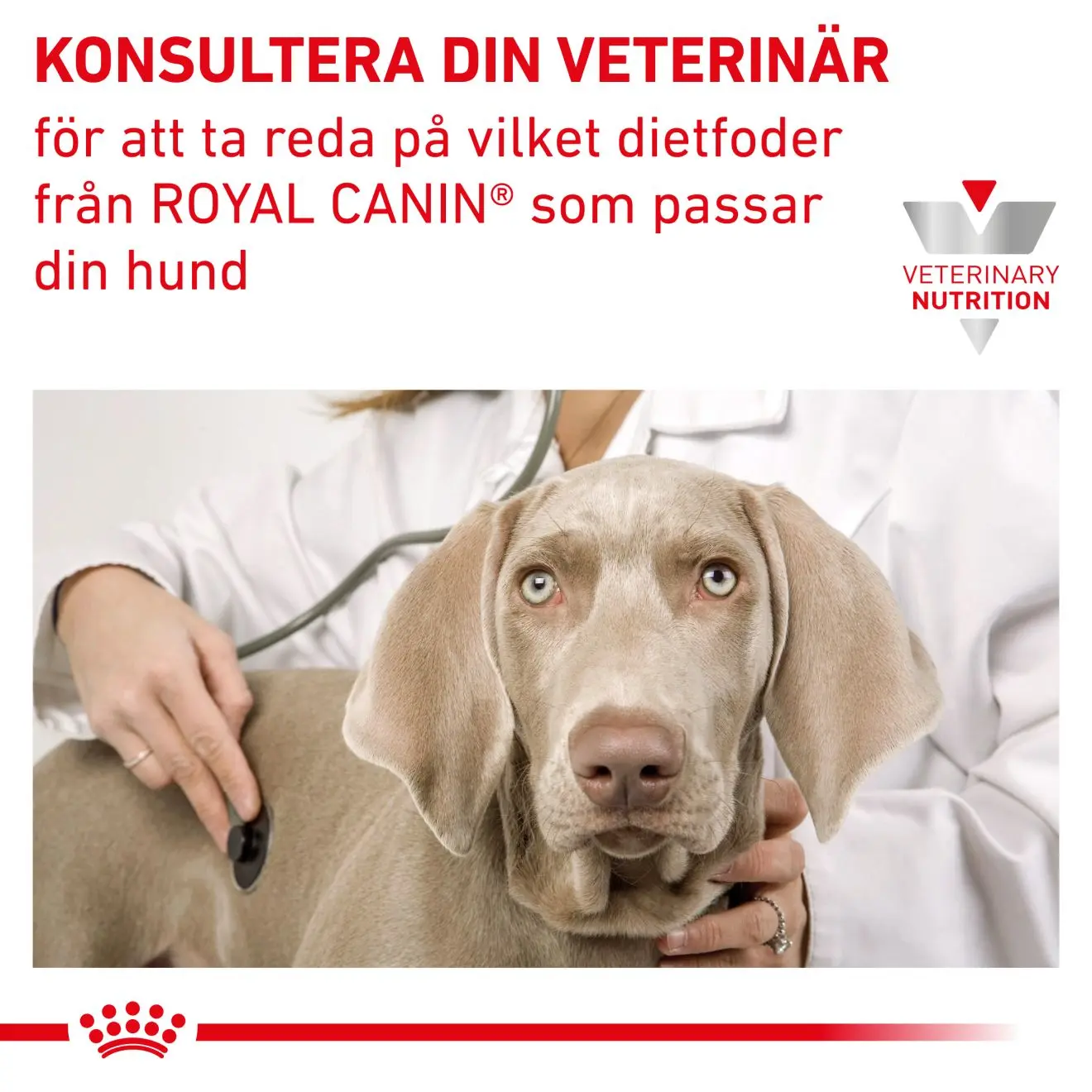 Renal Märkäruoka koirille