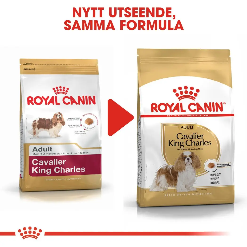 Cavalier King Charles Adult Kuivaruoka koirille