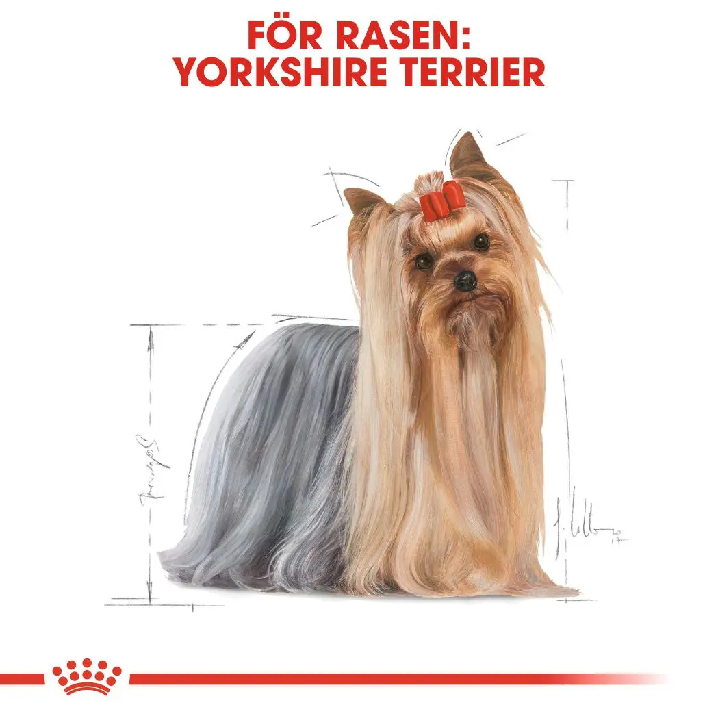 Yorkshire Terrier Adult Märkäruoka koirille