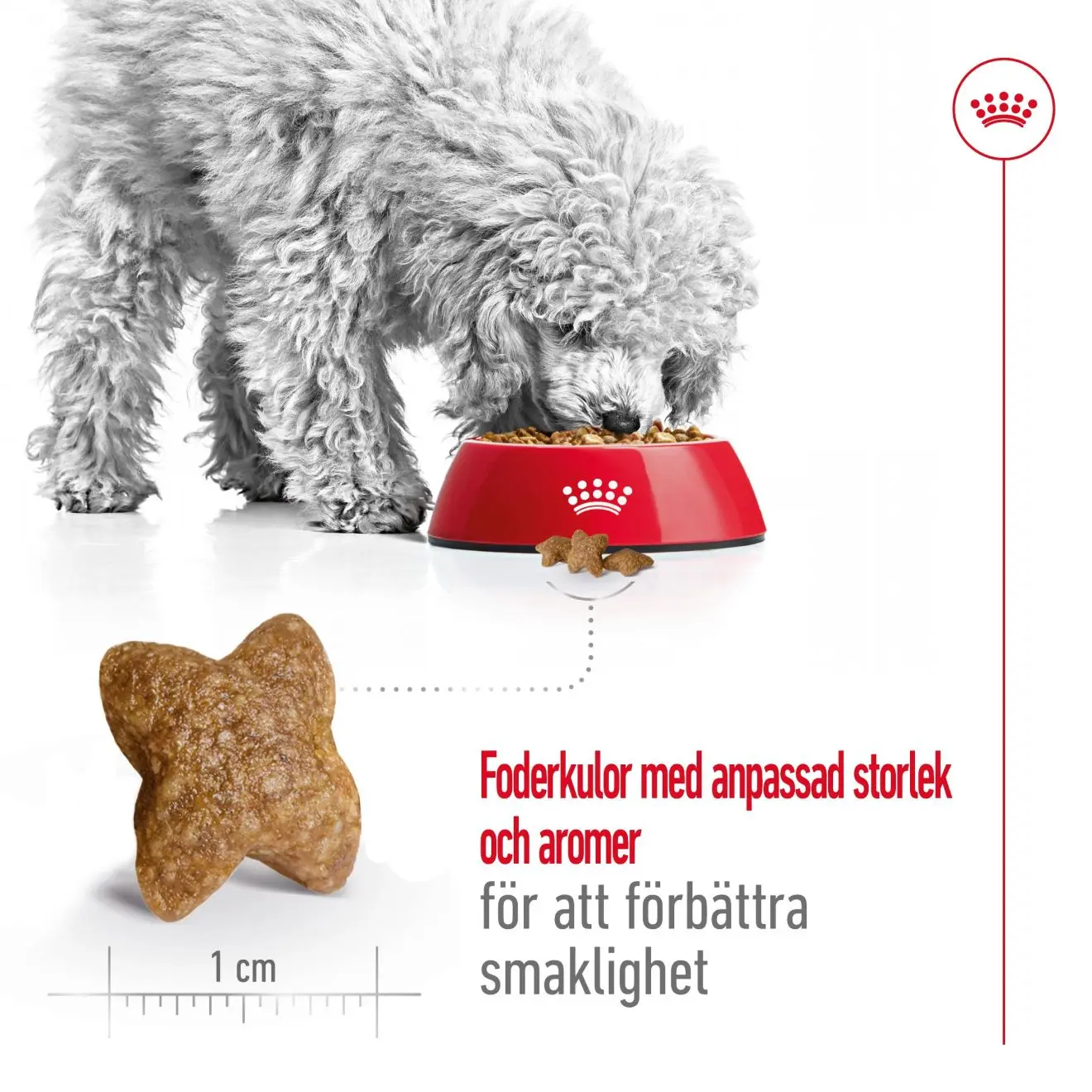 Mini Adult Torrfoder för hund