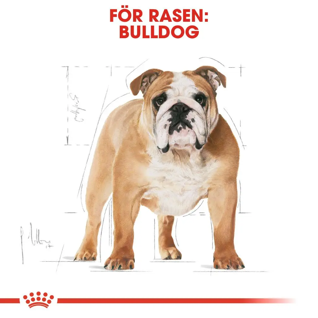 Bulldog Adult Dry food koirille