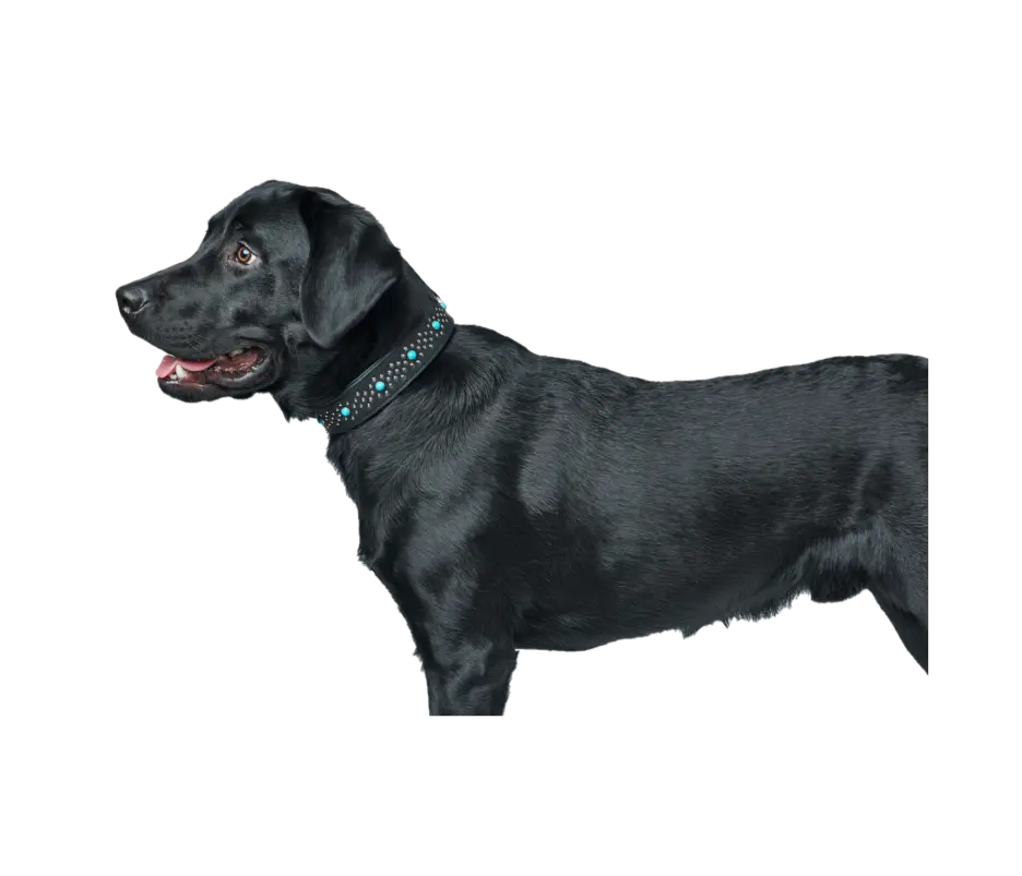 Hundhalsband Madona Svart