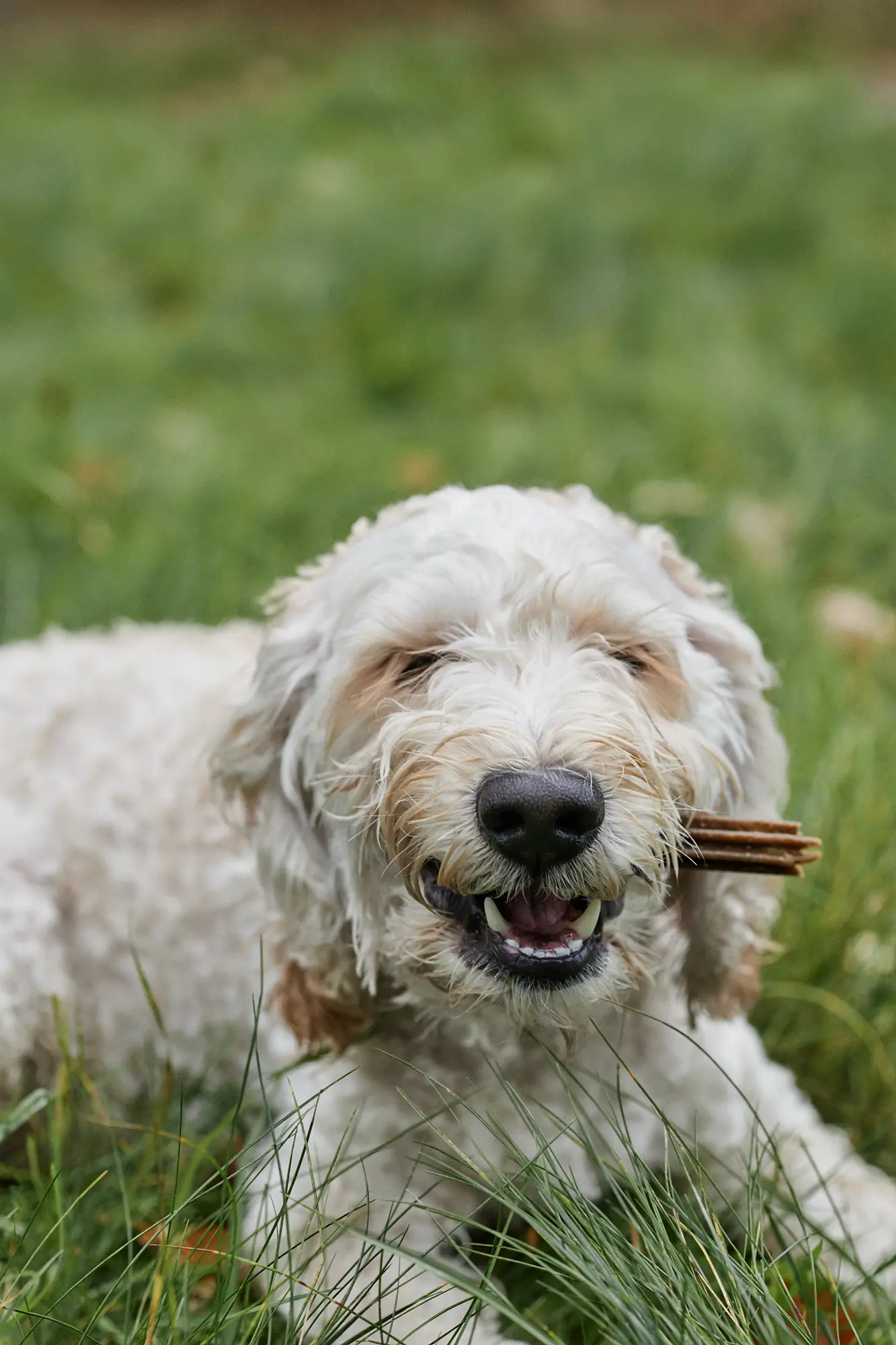 Petgood Insektsbaserade Dental Sticks