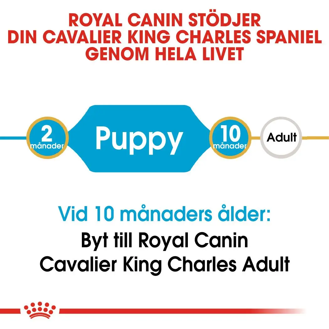 Cavalier King Charles Puppy Kuivaruoka pennuille