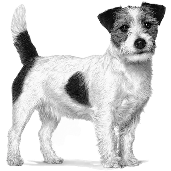 Weight Management Satiety Small Dog Torrfoder för hund