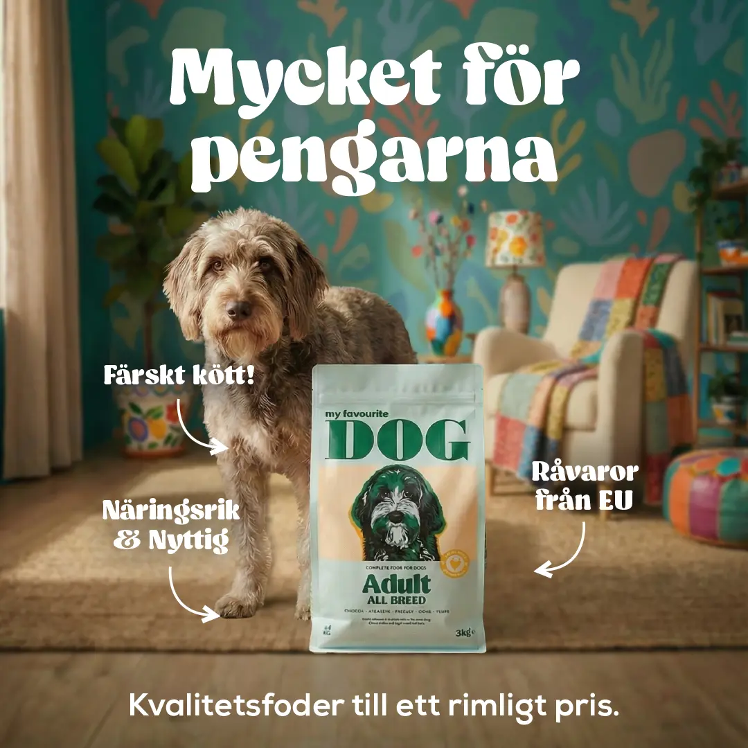 Aikuinen koira Regular Kana