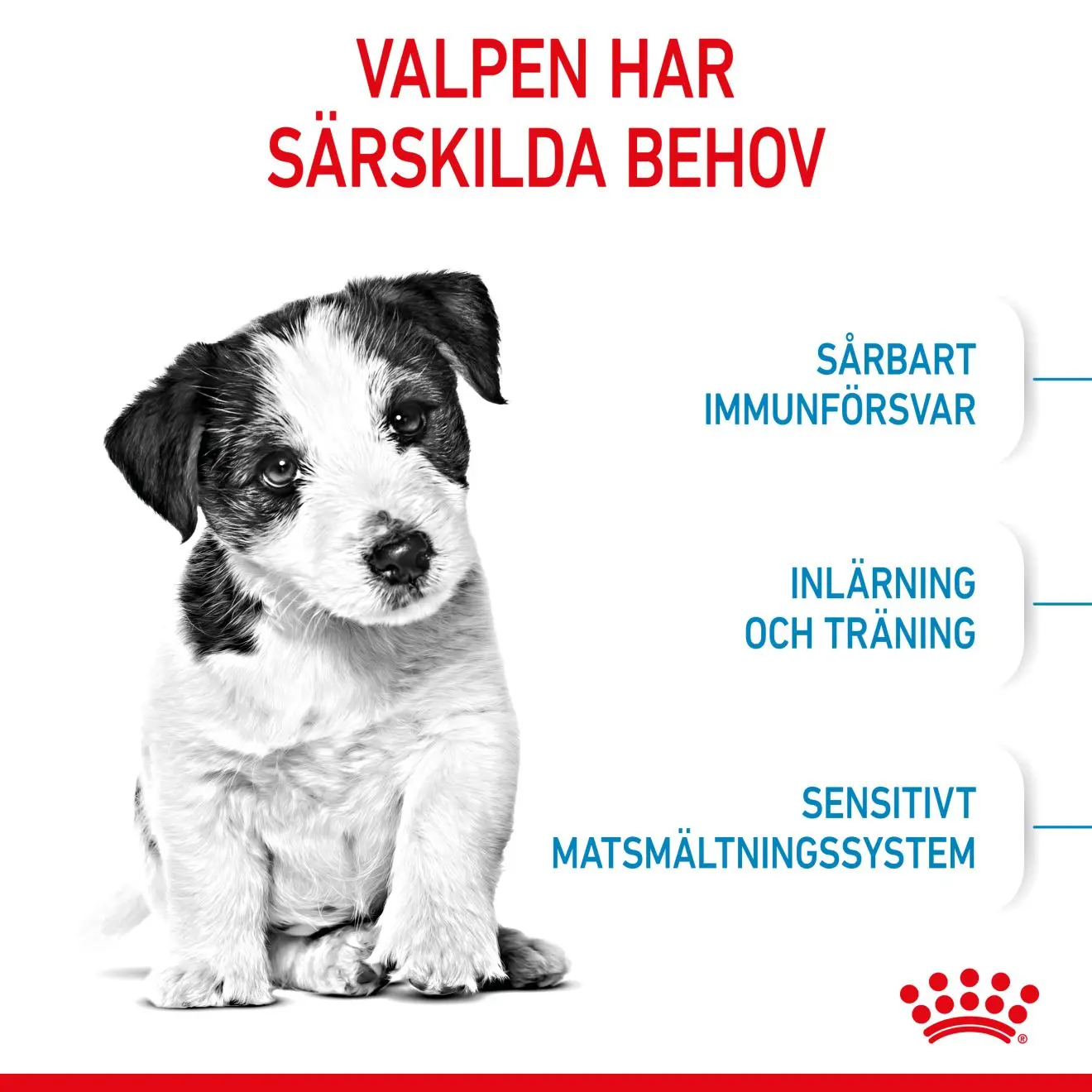 Mini Puppy Torrfoder för hundvalp