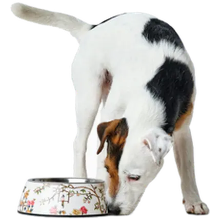 Dog & Cat Feeding Bowl Mogami Melamine Print