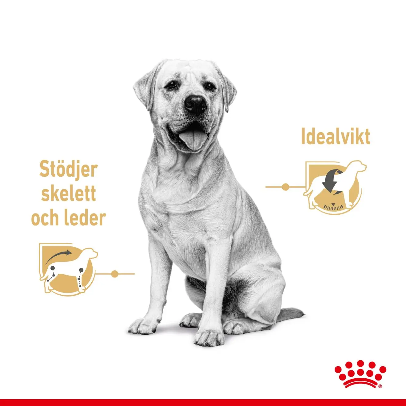 Labrador Retriever Adult Gravy
