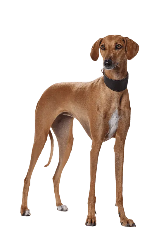 Hundhalsband Greyhound Super Soft Svart