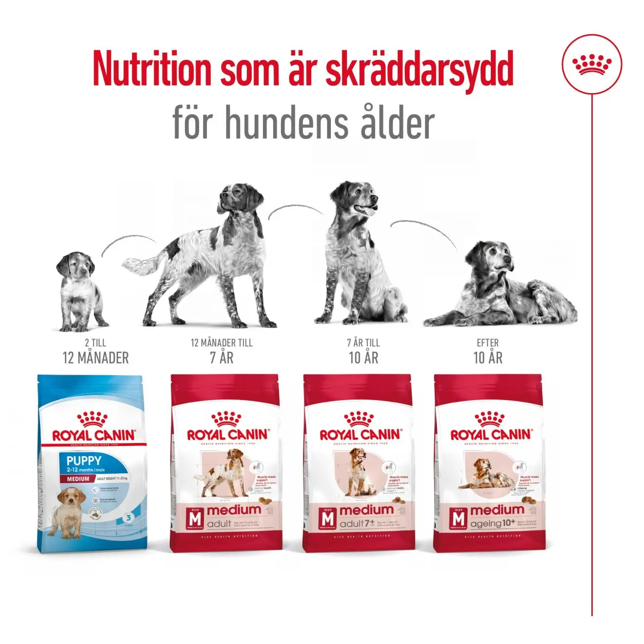 Keski-ikäinen 10+ ikäinen Kuivaruoka koirille