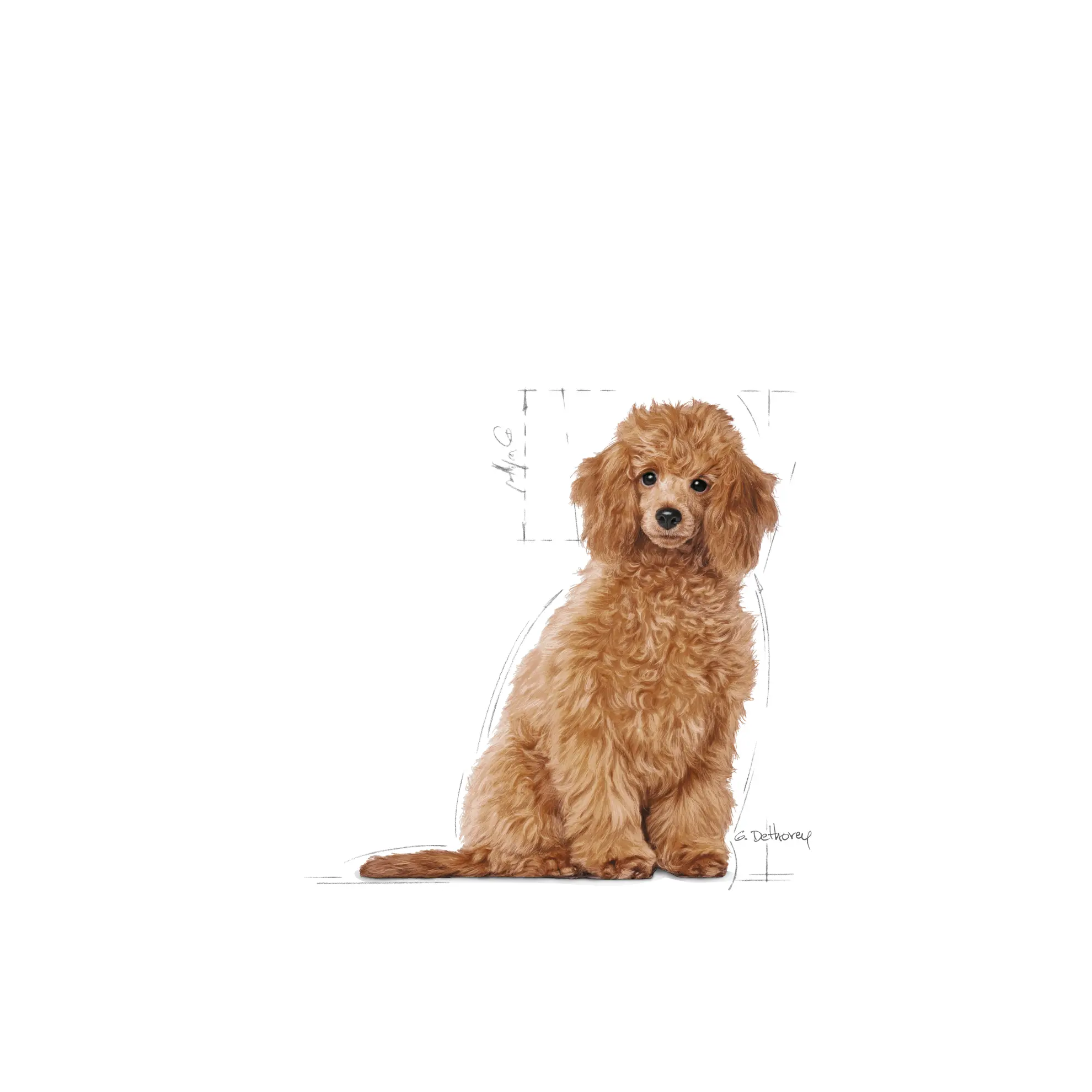 Poodle Puppy Kuivaruoka pennuille