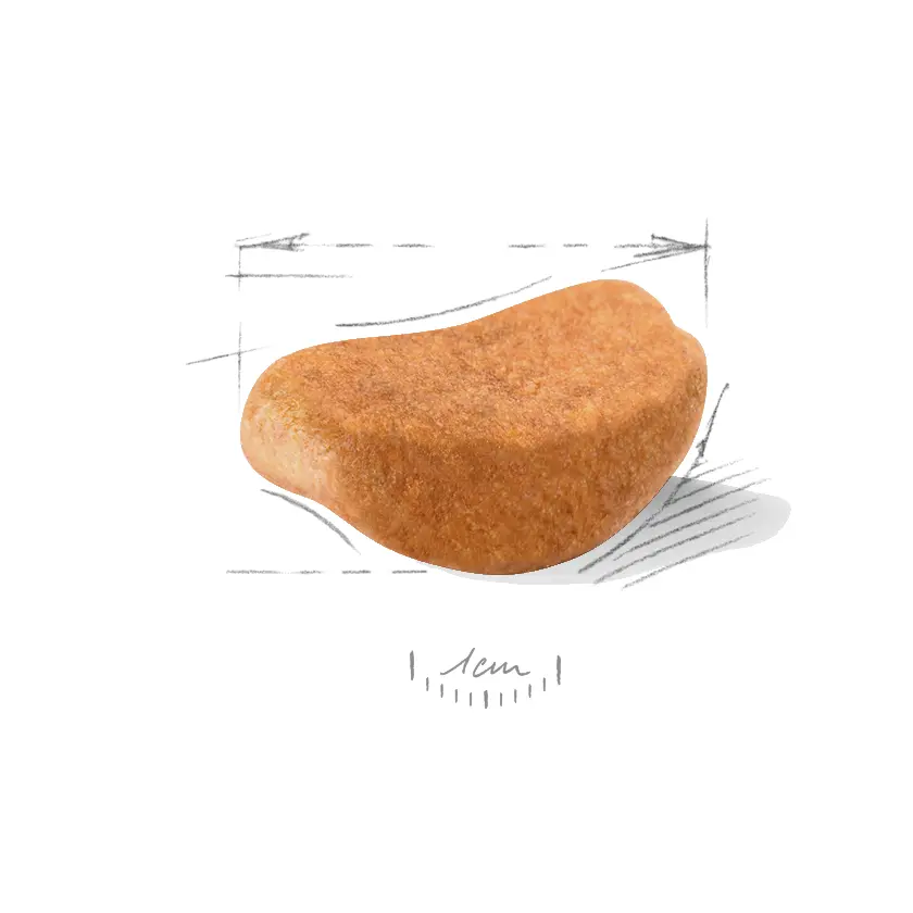 Rottweiler Adult Dry food koirille