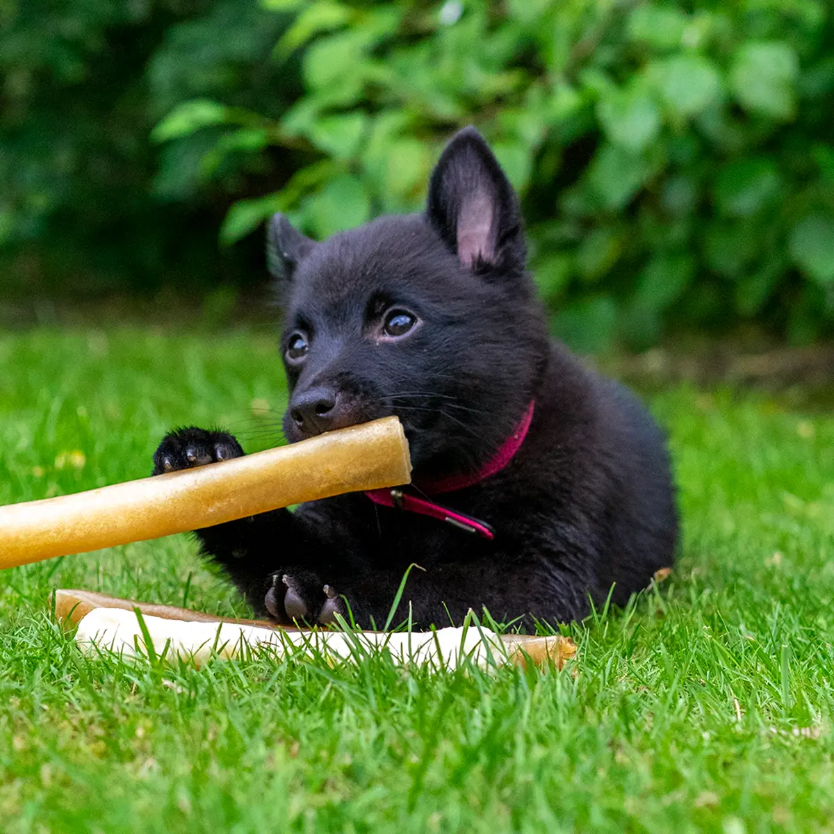 Hund som drar i valpen Valp