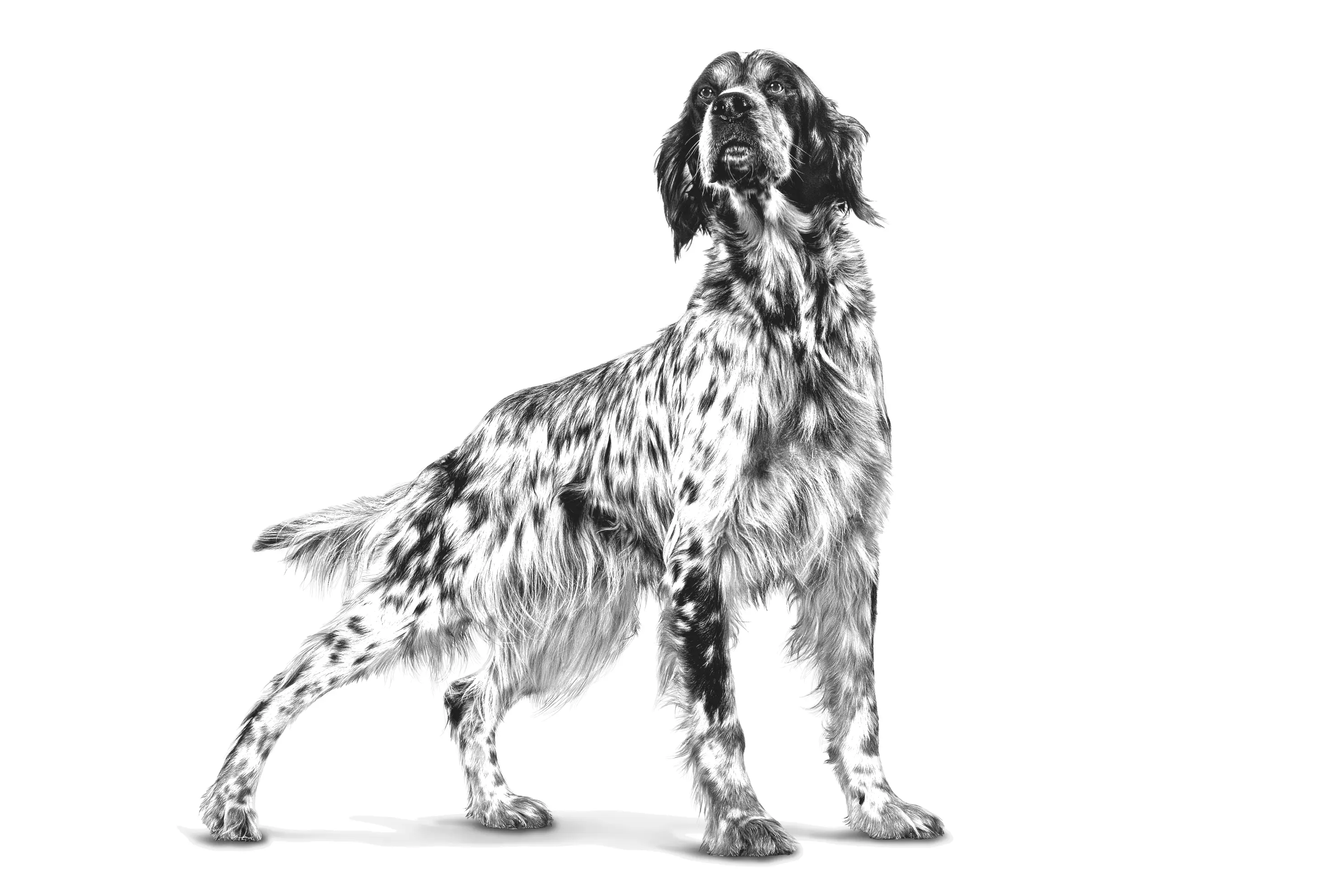 Derma Hypoallergenic Loaf Can märkäruoka koirille