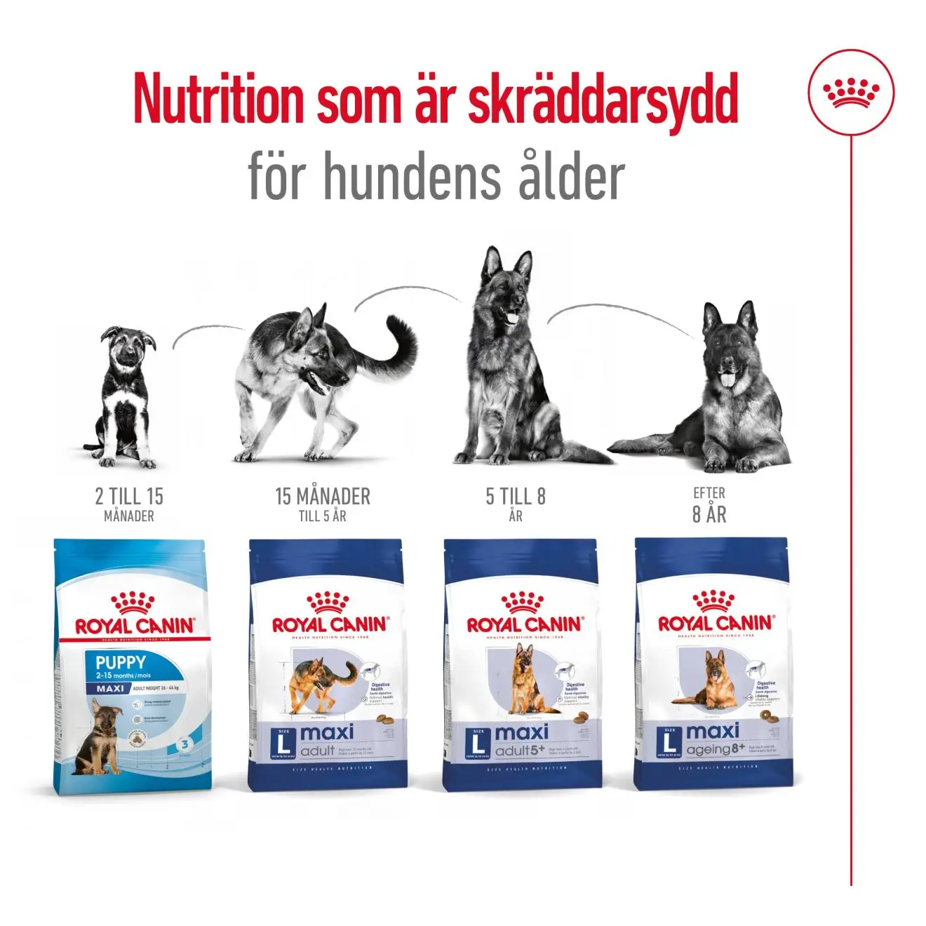 Maxi Adult kuivaruoka aikuisille suurille koirille