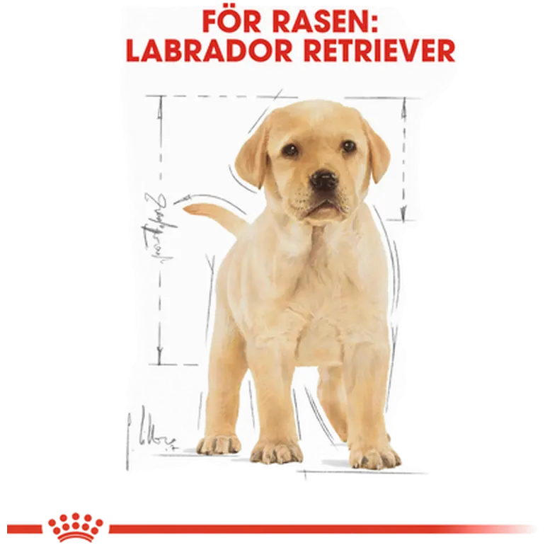 Labradorinnoutaja Puppy Kuivaruoka pennuille