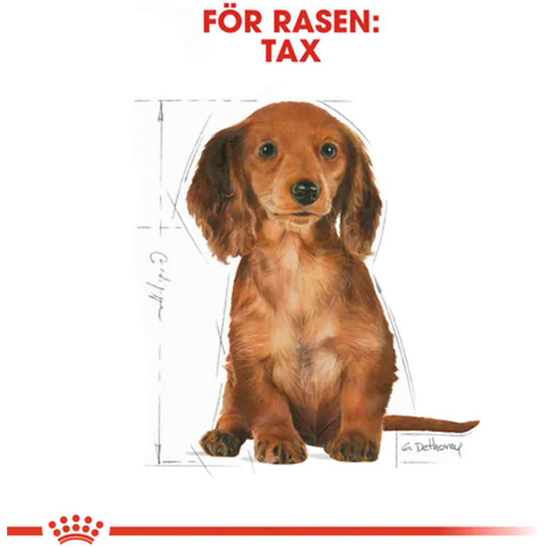 Dachshund Puppy Kuivaruoka pennuille