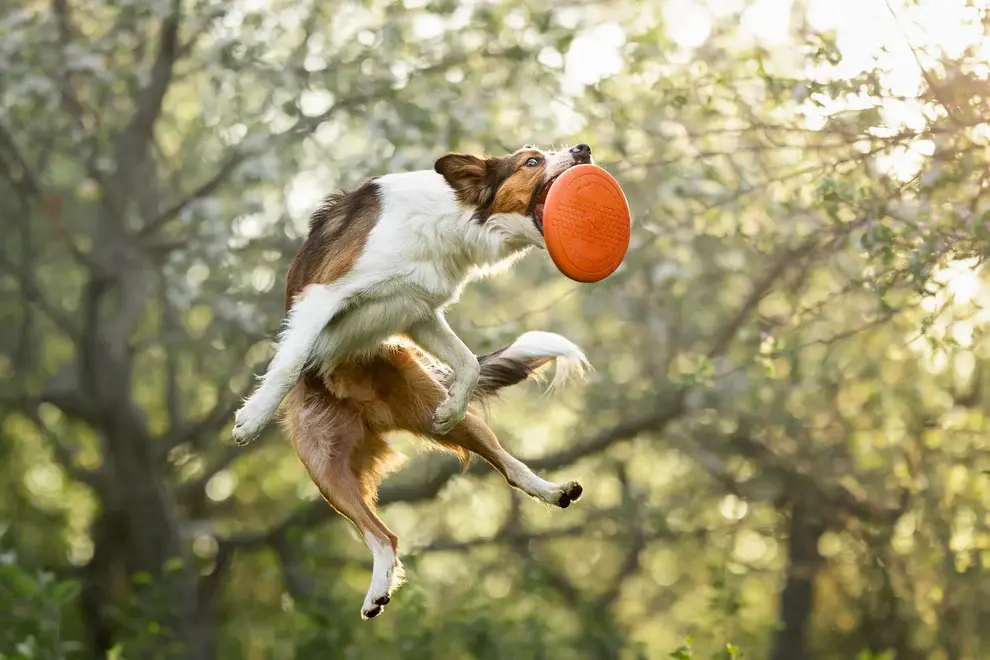 Dog flying disc one size