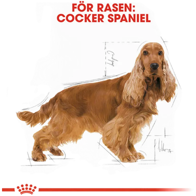 Cocker Spaniel Adult Dry food koirille