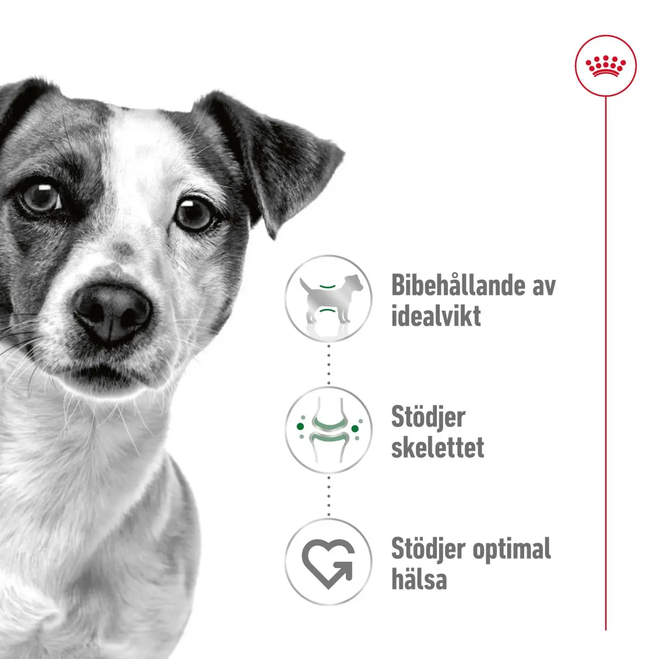Mini Adult Torrfoder för hund