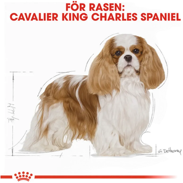 Cavalier King Charles Adult Kuivaruoka koirille