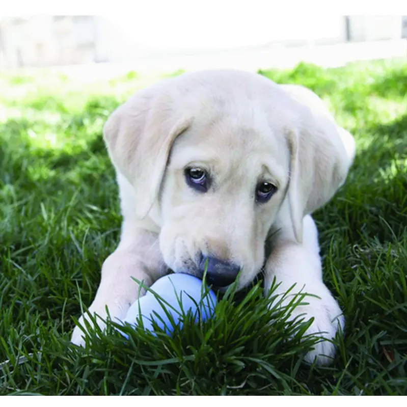 Puppy Snacks Dog Treat