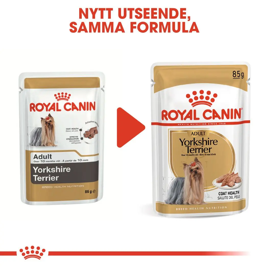 Yorkshire Terrier Adult Märkäruoka koirille