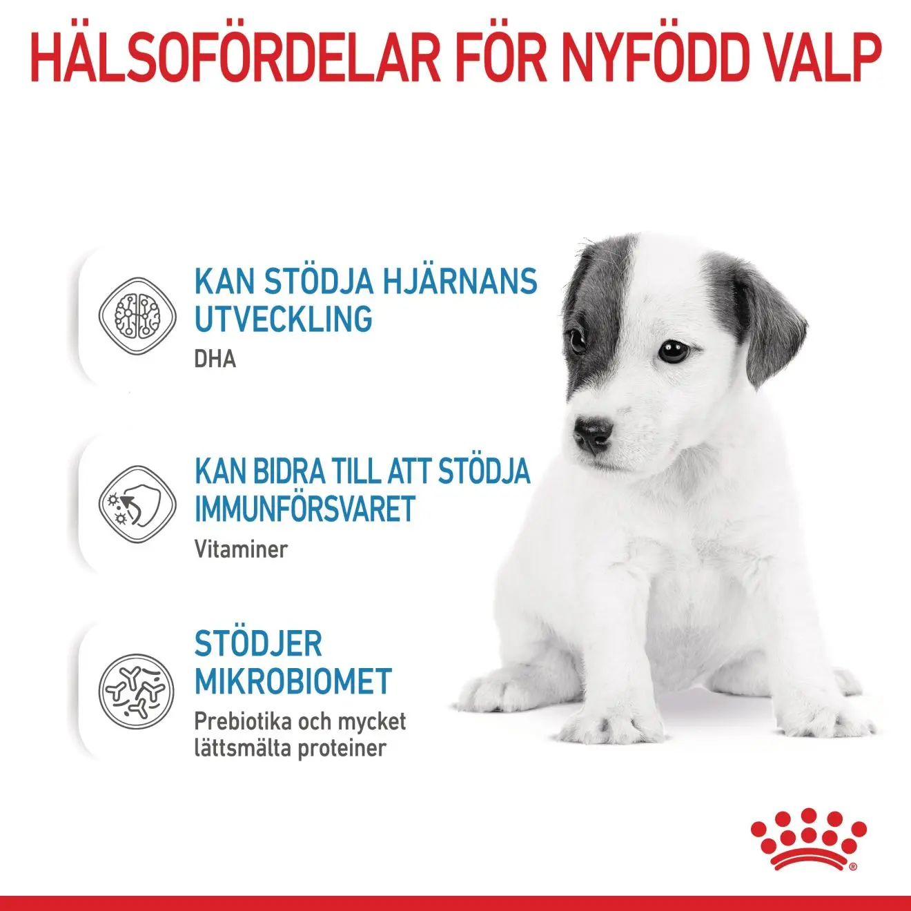 Babydog Milk Starter Formula koirille