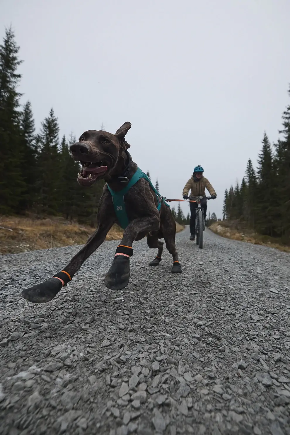 Protector Booties