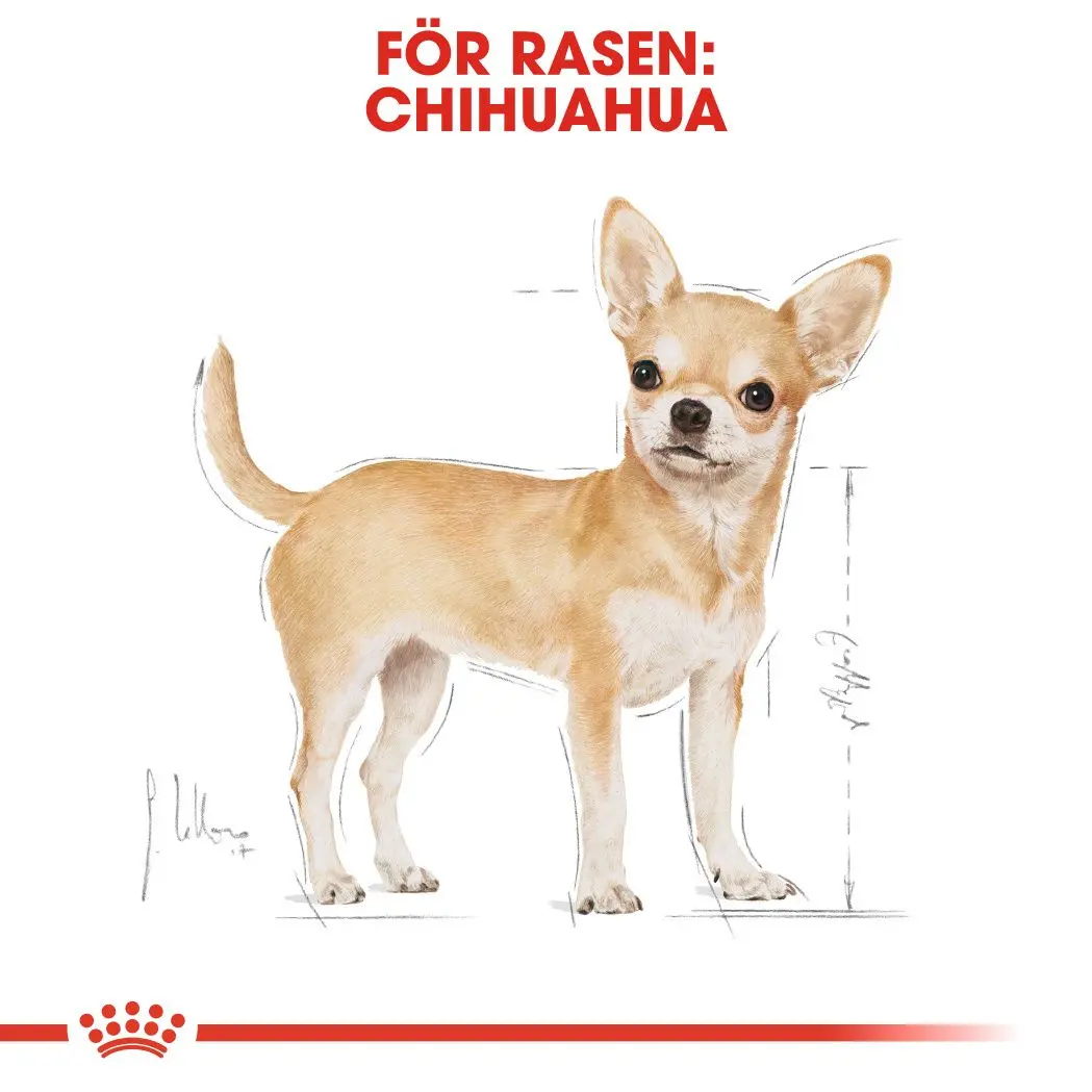 Chihuahua Adult Märkäruoka koirille