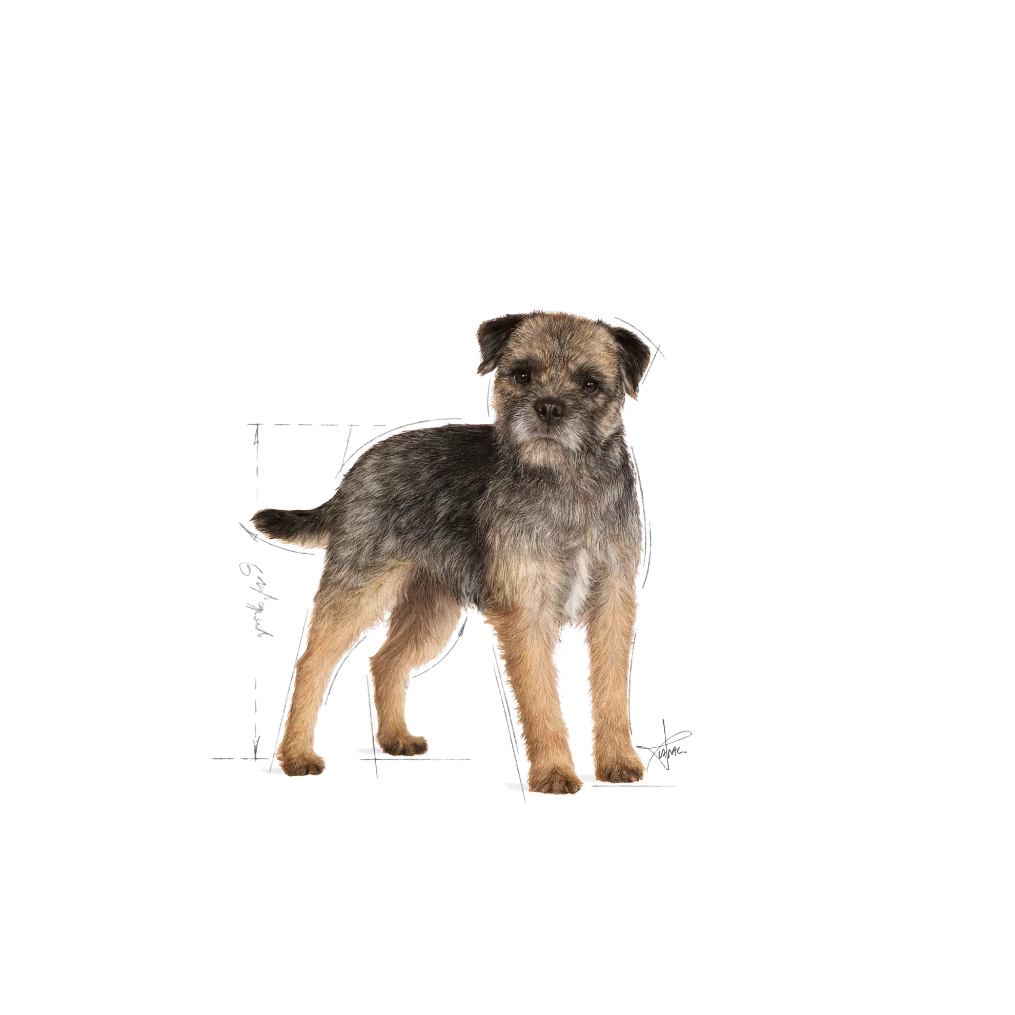 Sterilised Adult Mini Torrfoder för hund