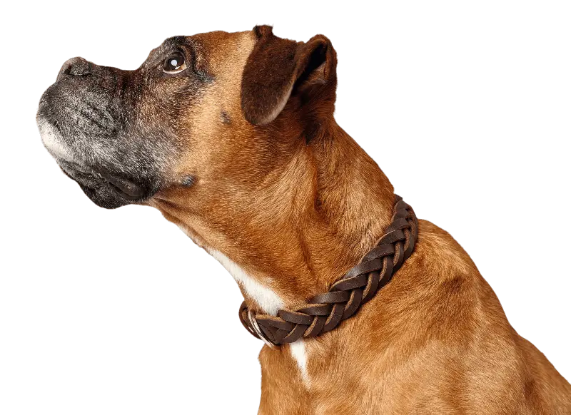 Hundhalsband Solid Education Special Cognac