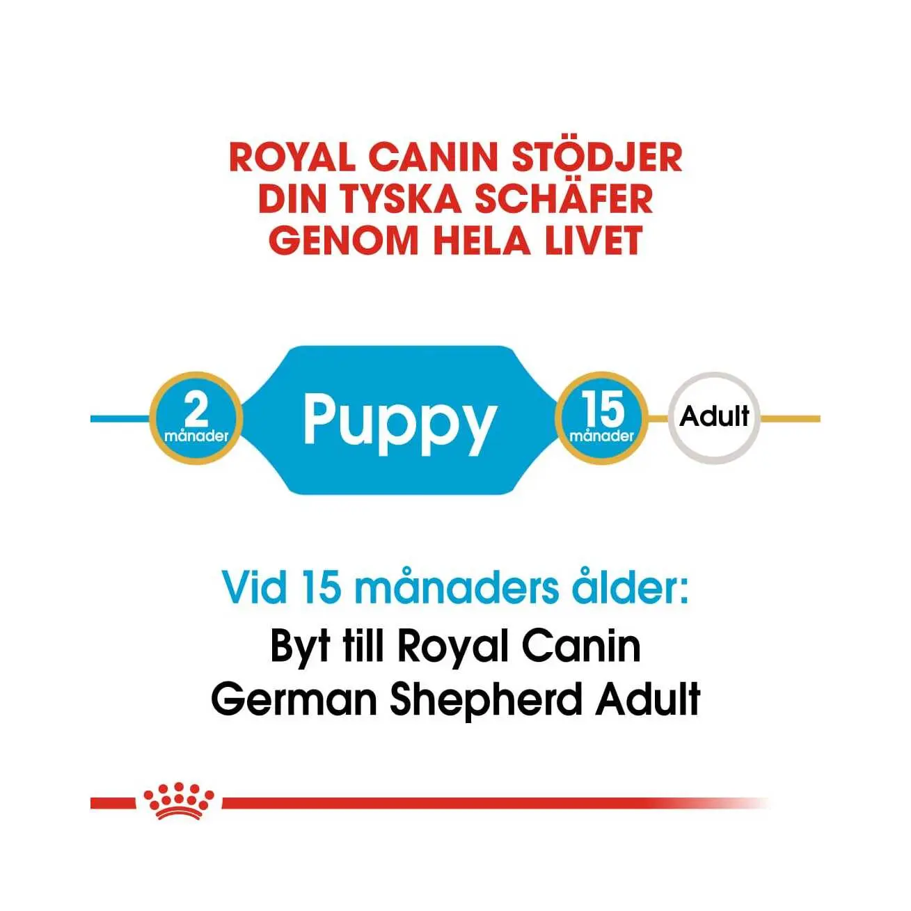 BHN German Shepherd Puppy