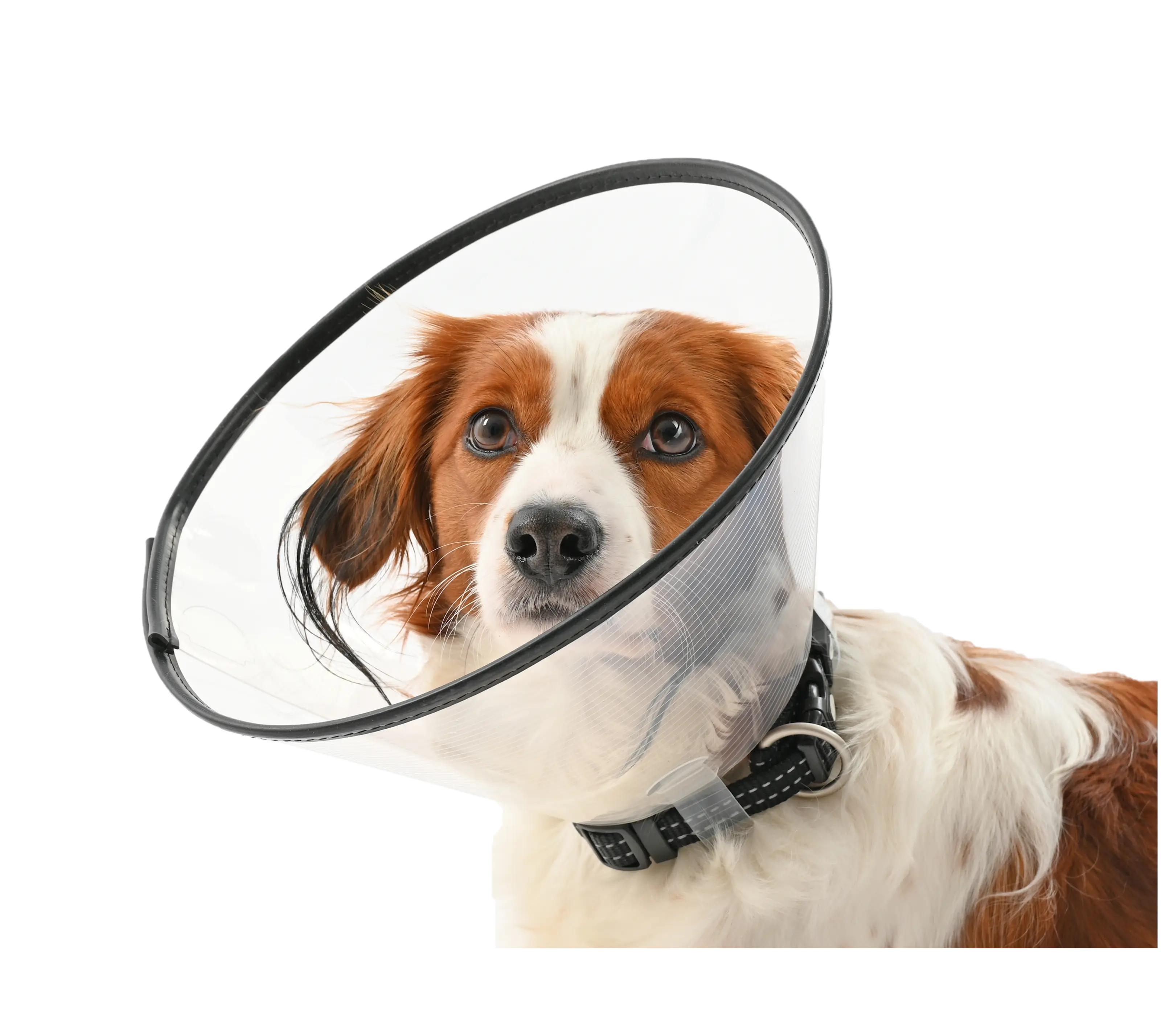 Comfort Collar 10 cm