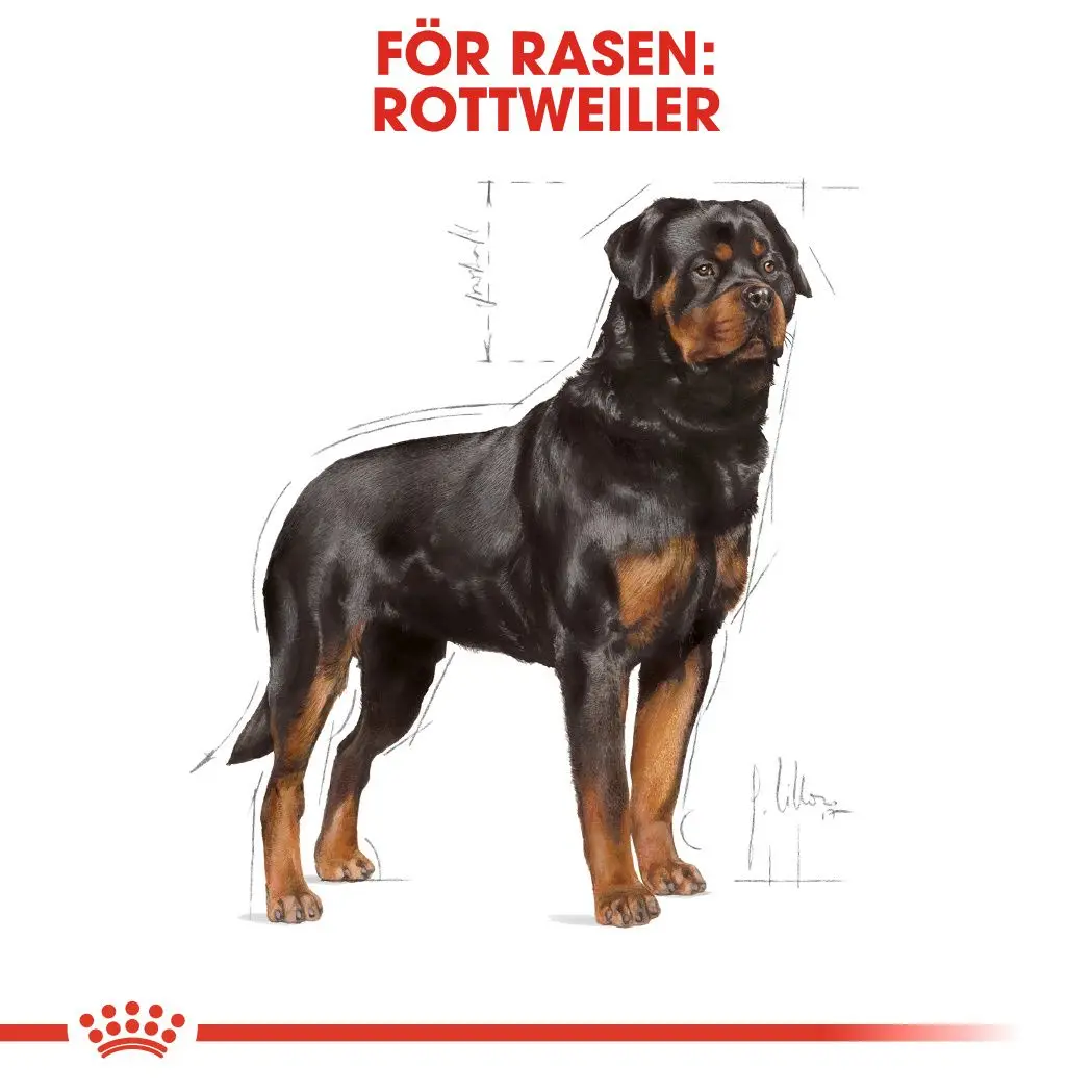 Rottweiler Adult Dry food koirille