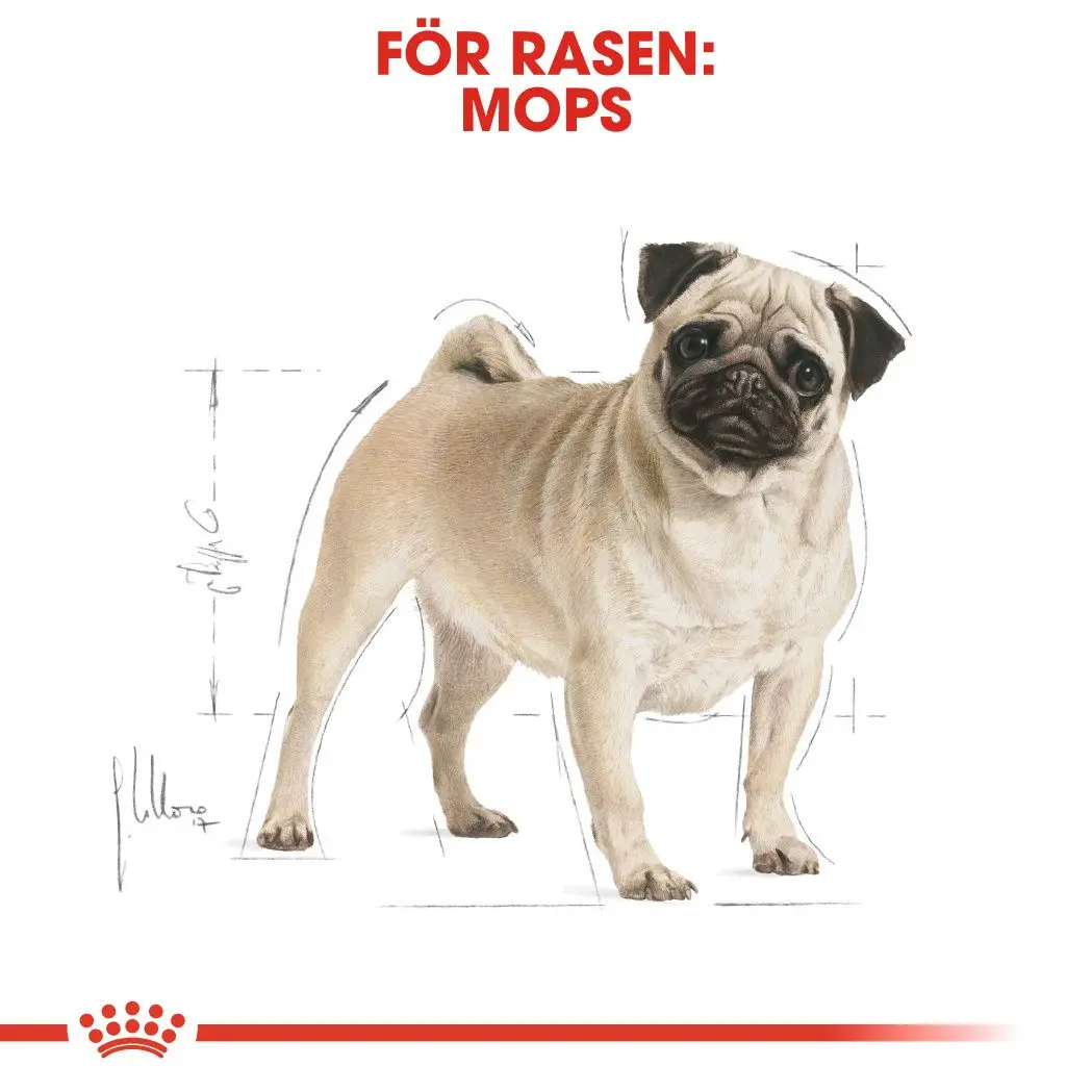 Pug Adult Torrfoder för hund