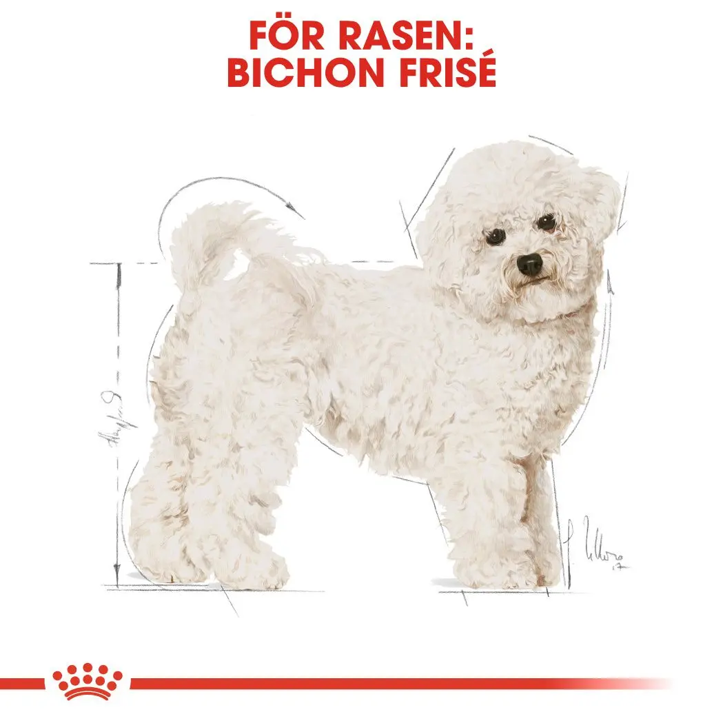 Bichon Frisé Adult Kuivaruoka koirille