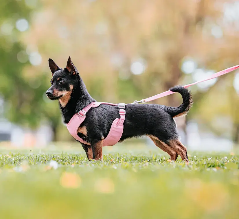 Visibility Harness Pink