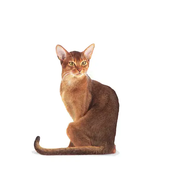 FHN Fussy Tørrfôr for katter