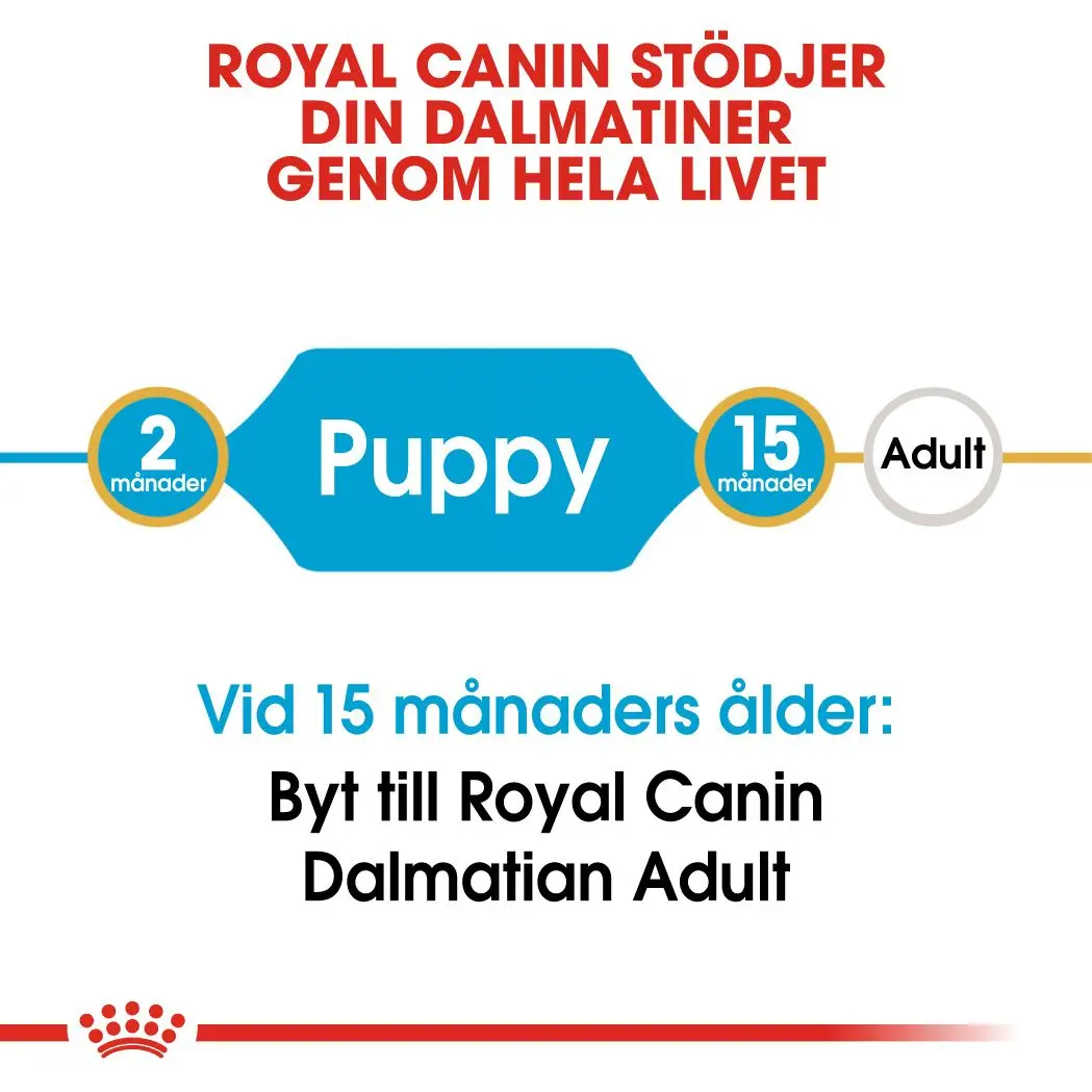 Dalmatiner valp