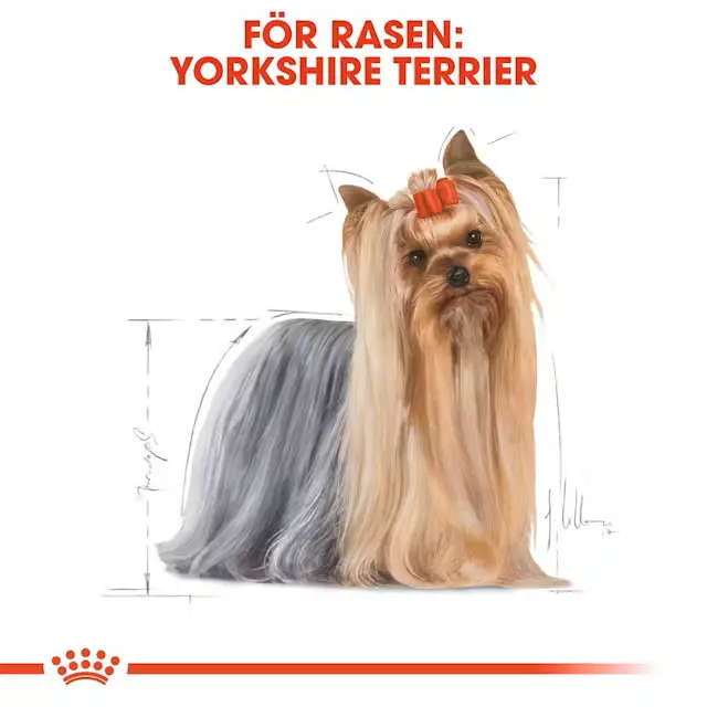 Yorkshire Terrier Adult